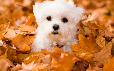 Bichón maltés cachorro Bichón maltés