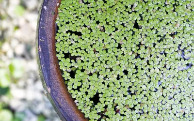 Mankai, la lenteja de agua rica en proteínas Mankai, la lenteja de agua