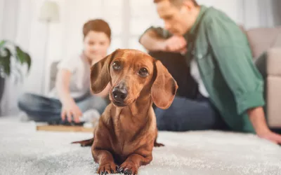 Consejos básicos para educar al perro en casa