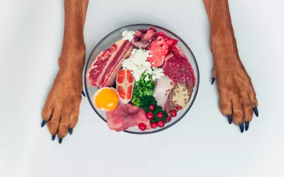 Dieta BARF para perros y gatos, natural y ¿saludable? Dieta BARF para perros y gatos