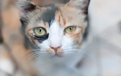 Hipertiroidismo en los gatos Hipertiroidismo en los gatos, síntomas y tratamiento