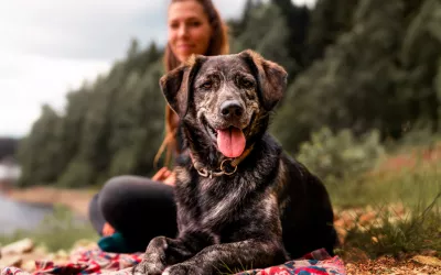 Excursión con tu perro: qué necesitas y cómo organizarla Excursión con tu perro