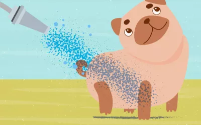 Refrescar a tu perro en verano