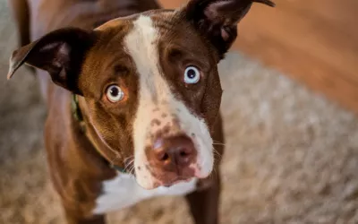 Cómo preparar a tu mascota para tu vuelta al trabajo