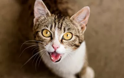 Tu gato maúlla demasiado, ¿a qué se debe? Tu gato maúlla demasiado