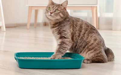 Caja de arena para gatos: cómo controlar su olor Caja de arena para gatos