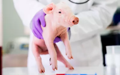 Xenotrasplantes de órganos entre especies, ¿más cerca? Xenotrasplantes de órganos entre especies