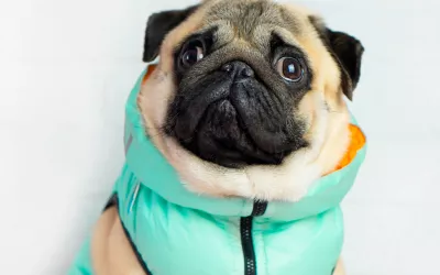 Vestir a la mascota: ¿es aconsejable?