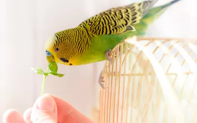 Periquito australiano, el ave favorita como mascota Periquito australiano