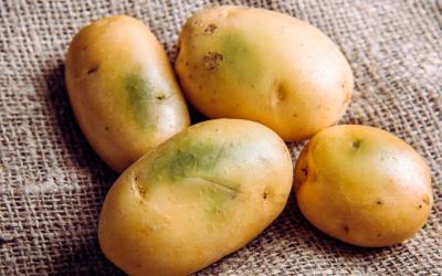 Solanina en las patatas: cómo evitar su formación