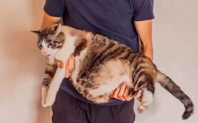 Sobrepeso en los gatos