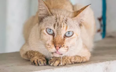 Por qué tu gato babea: causas y soluciones Gato babeando