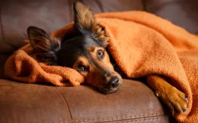 Perro contagiado de parvovirosis