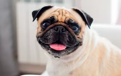 Síndrome braquicefálico en perros: síntomas y soluciones Síndrome braquicefálico en perros, problemas para respirar bien