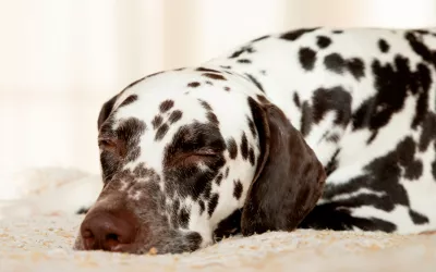 Problemas hepáticos en perros: síntomas y soluciones Problemas hepáticos en perros