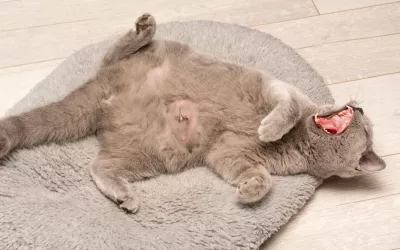 Hernias en los gatos, síntomas y tratamiento Gato recién operado de una hernia