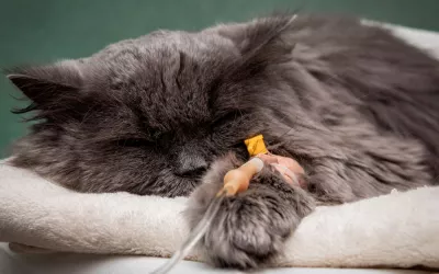 Gato con un tratamiento para el cáncer