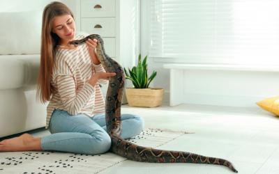 Chica jugando con una serpiente pitón en el salón de su casa