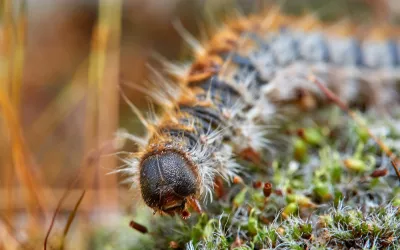 Oruga procesionaria del pino