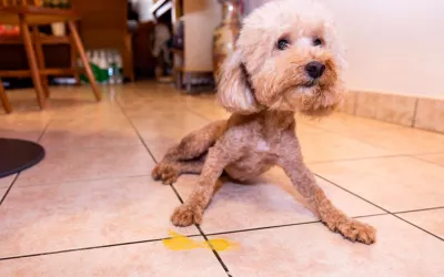 Pancreatitis en el perro: síntomas, tratamiento y dieta Perro que ha vomitado bilis amarilla