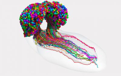 mapa del cerebro completo de un insecto 