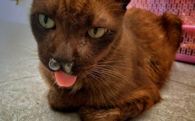 Gato afectado por el calicivirus felino