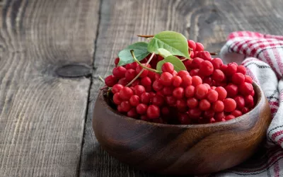 Bol con bayas de schisandra