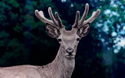 Enfermedad del ciervo zombi Primer plano de un ciervo