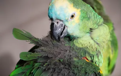 Psitacosis o fiebre del loro, cómo puede afectar a los humanos Loro con las plumas erizadas por la psitacosis