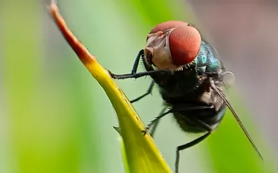 Cochliomyia hominivorax, la mosca del gusano barrenador del Nuevo Mundo