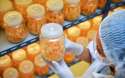 Cordyceps militaris en frascos de vidrio en una sala de laboratorio con control de luz y temperatura