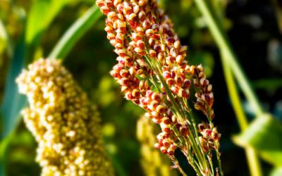 Planta de la quinoa