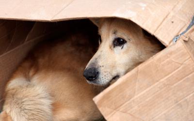 Un perro abandonado se refugia en una caja de cartón