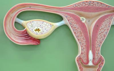 Anatomía del ovario