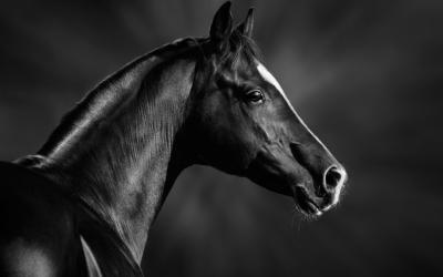 Retrato de un caballo árabe