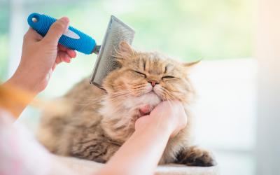 Dueña cepillando el pelo del gato