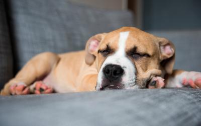 Perro con diabetes durmiendo sobre un sofá