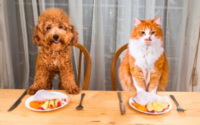 Dieta BARF para perros y gatos