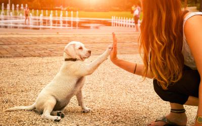 Cómo educar a tu perro sin castigos