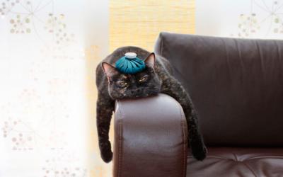 Mecanismos del estrés en los gatos