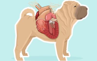 Enfermedad del gusano del corazón en el perro
