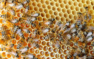 La jalea real: el secreto de la abeja reina