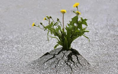 Flores creciendo en el asfalto, concepto de resiliencia
