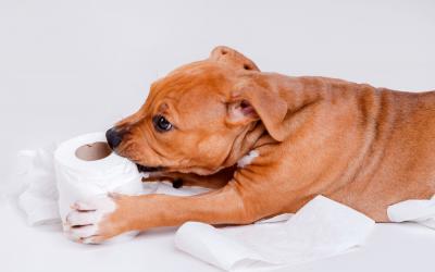 Perro mordiendo un rollo de papel higiénico