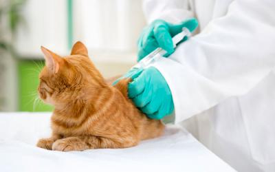 Un veterinario vacuna a un gato