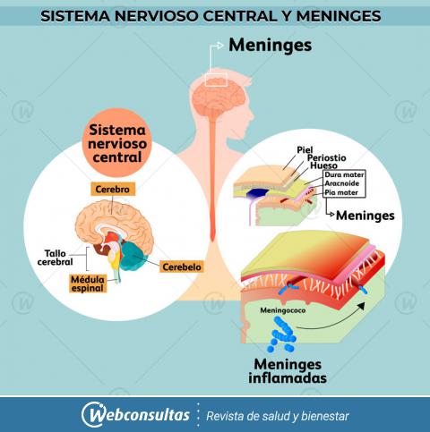 Infografía sistema nervioso central y meninges