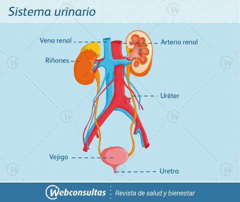 Sistema urinario infografía