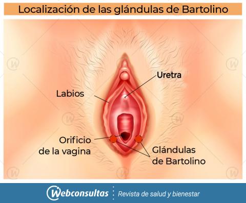 Glándulas de bartolino