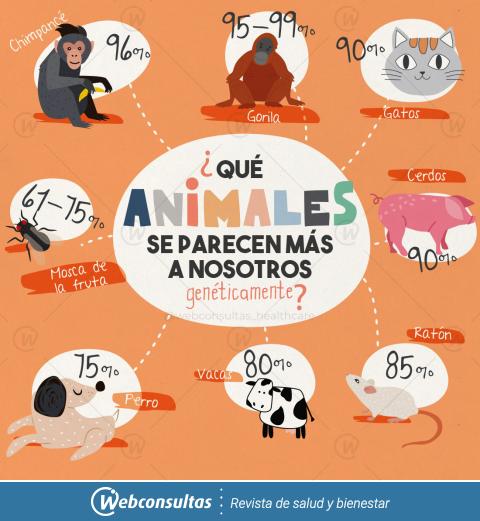 Animales que se parecen a nosotros genéticamente