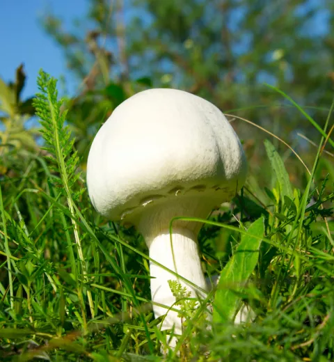 Agaricus arvensis o bola de nieve Agaricus arvensis o bola de nieve